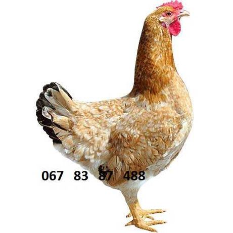 Яйця для iнкубатоpа- ДОМіНАНТ Д 459 висока якість