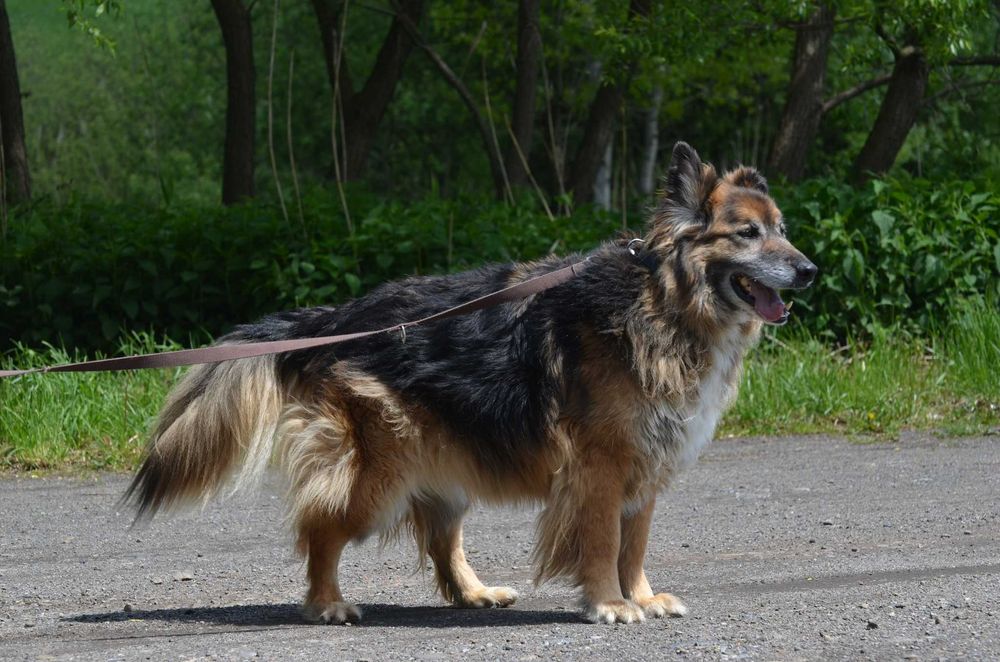 KAJDŻU- do adopcji