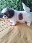 9tyg piesek shih-tzu piękniak rodowód