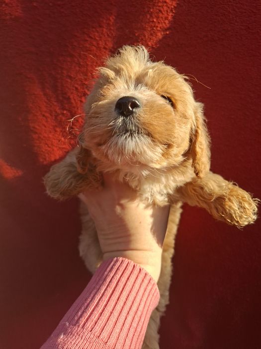 Шикарные мальтипу.Ф1 .