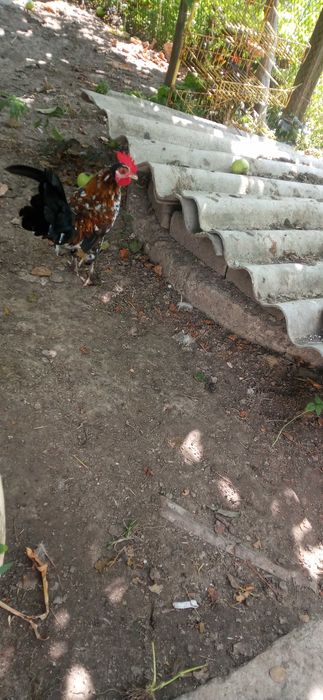 Карликові кури бентамки