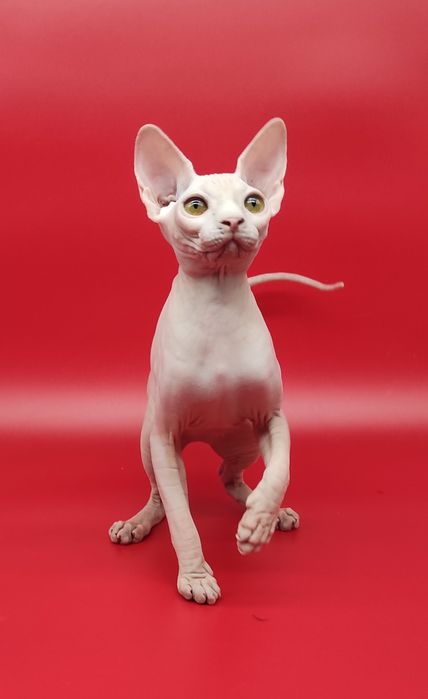 Біленька ніжна дівчинка