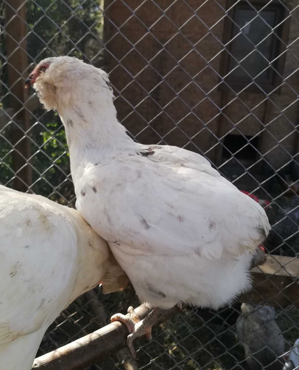 Araucany araucana kura kurka