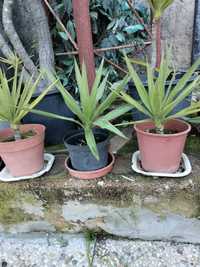 Plantas Yuccas em Vaso