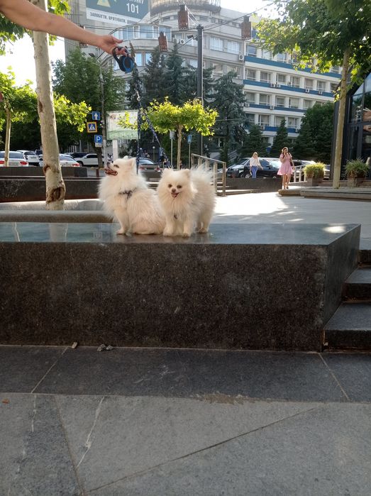 На вязку белые шпицы.