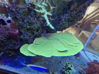 Montipora talerzowa fluo- zielona- szczepka.