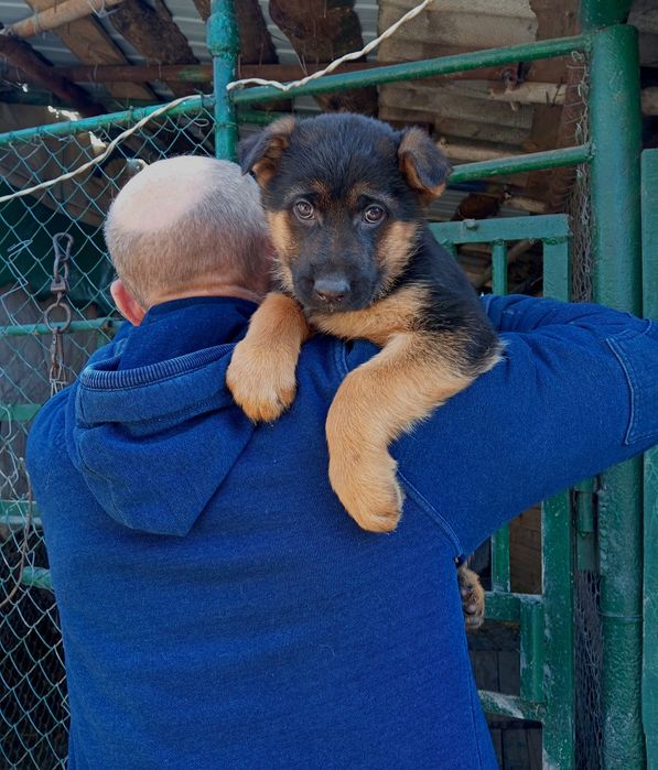 Крупные,породные щенки.