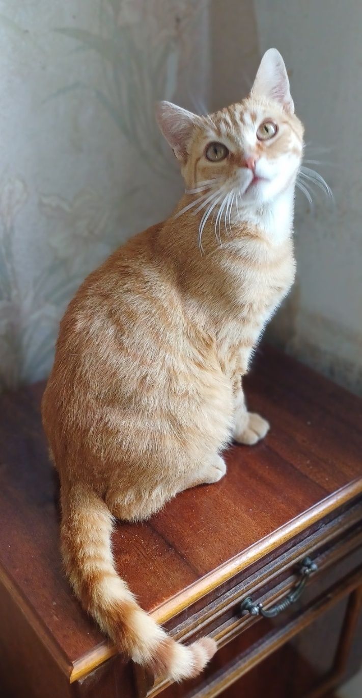 Кастрированный котик.