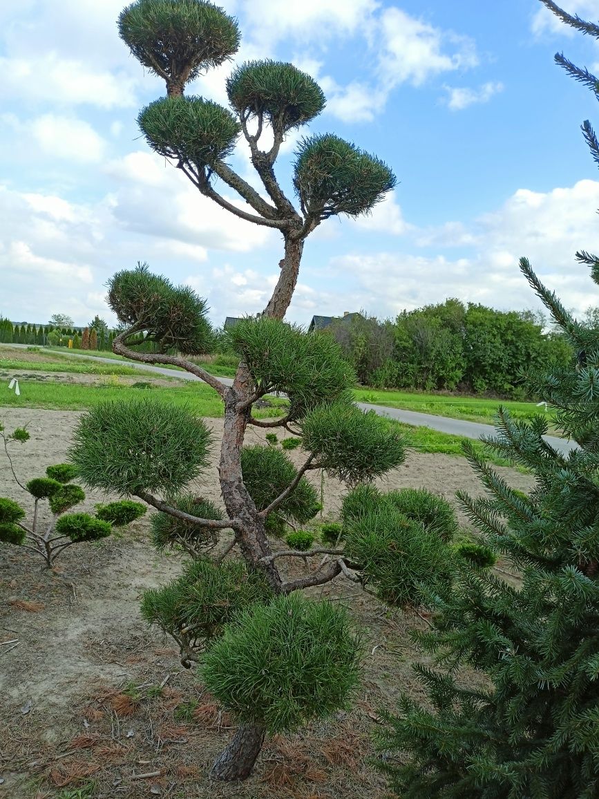 Bonsai od 1-3 metrów