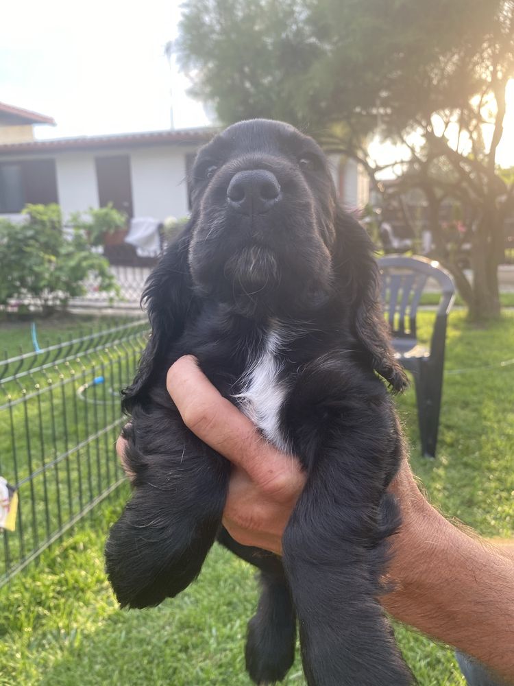 Szczeniak cocker spaniel piesek