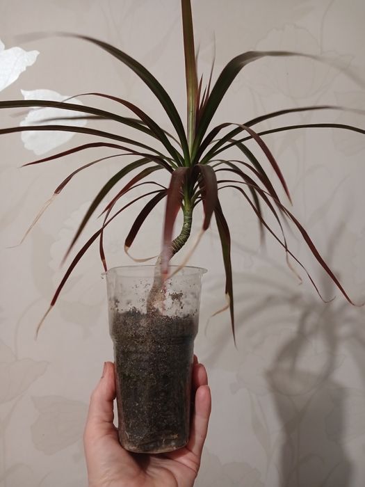 Алоэ вера лечение и косметика