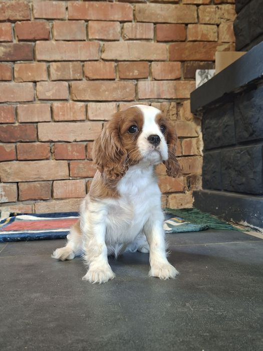 Cavalier King Charles spaniel suczka