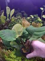 Anubias Barteri XXL