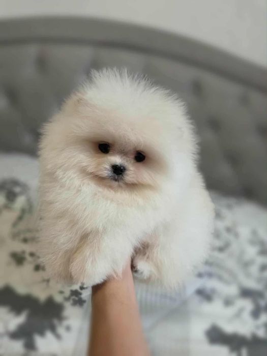 Szpic miniaturowy FCI Pomeranian ZKwP BOO