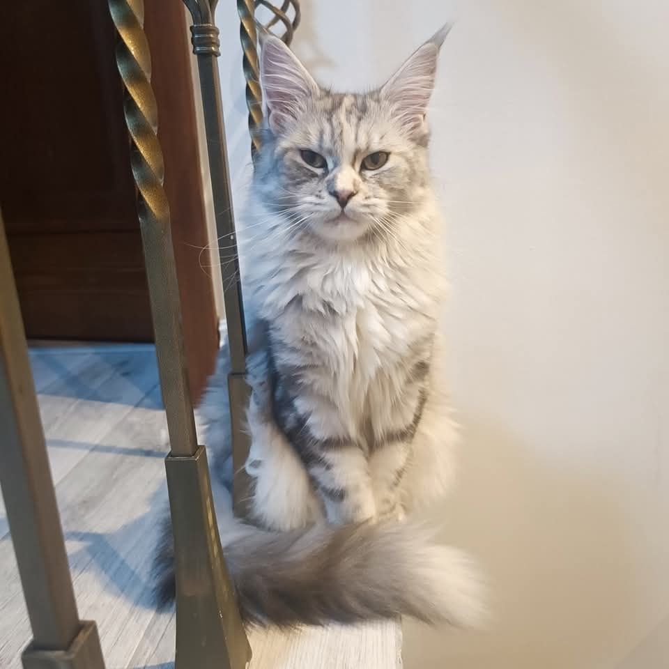 Maine Coon kocurek