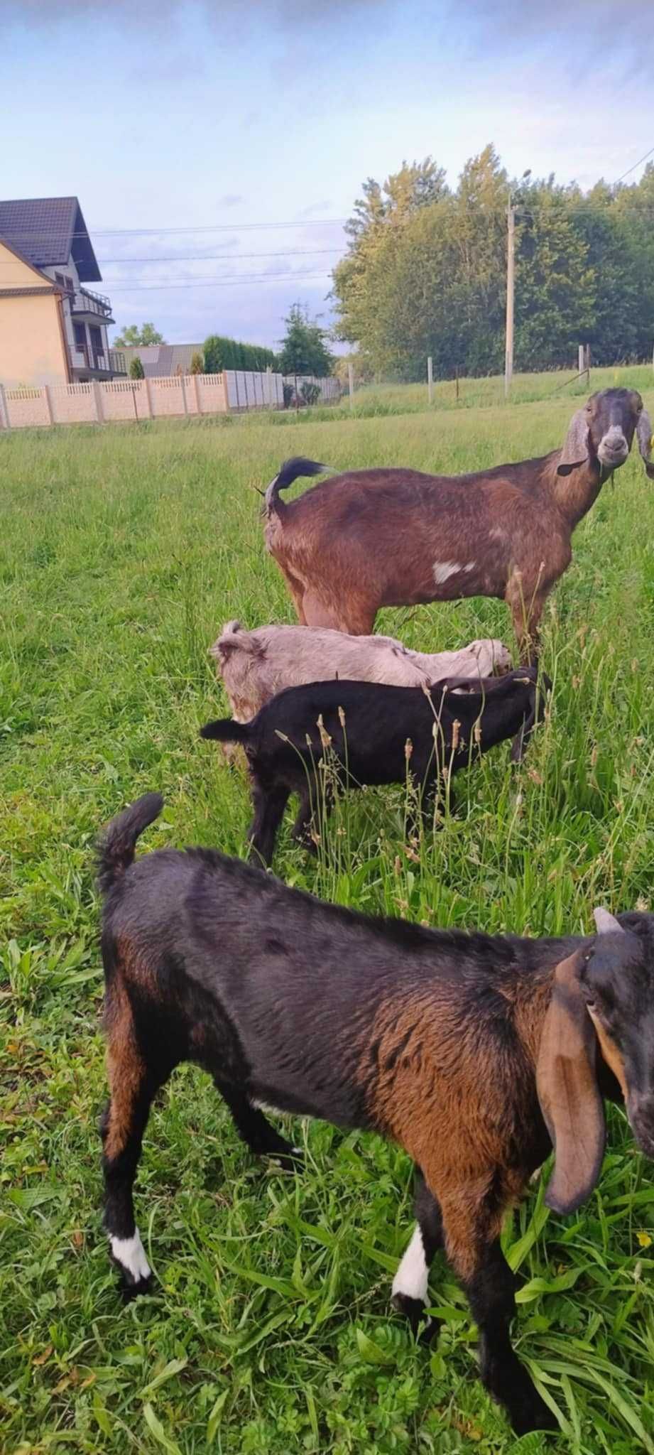 Sprzedam kozę i koźlęta Anglonubijskie