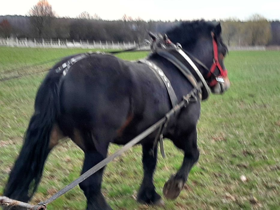 Dwa ogiery zimnokrwiste sztumskie