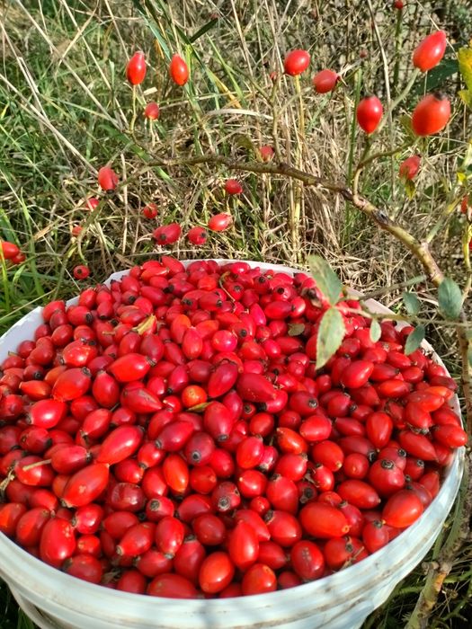 5 kg dzika róża świeża