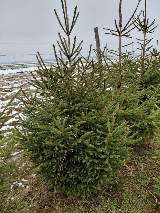 Choinki.  Drzewka świąteczne  Bożonarodzeniowe