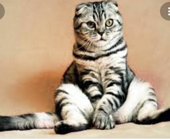 Корм сухий коти кошенята  виробник акція скидка безкоштовно доставка