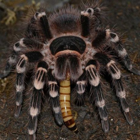 Тарантул малыши Acanthoscurria geniculata паук птицеед новичкам
