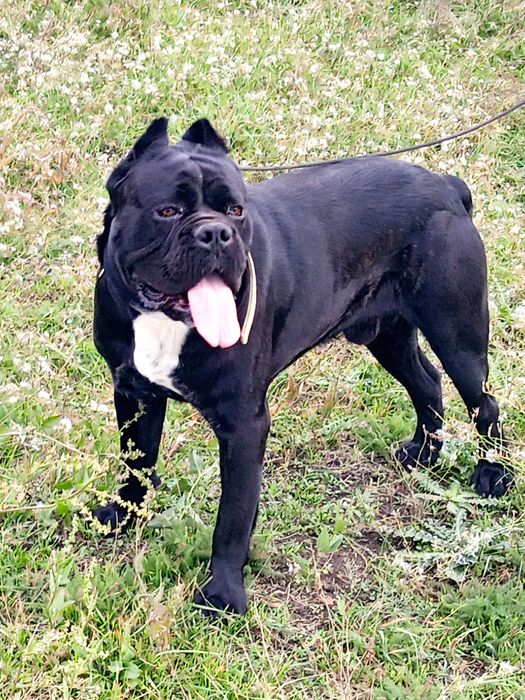 Кобель Кане-корсо вязка