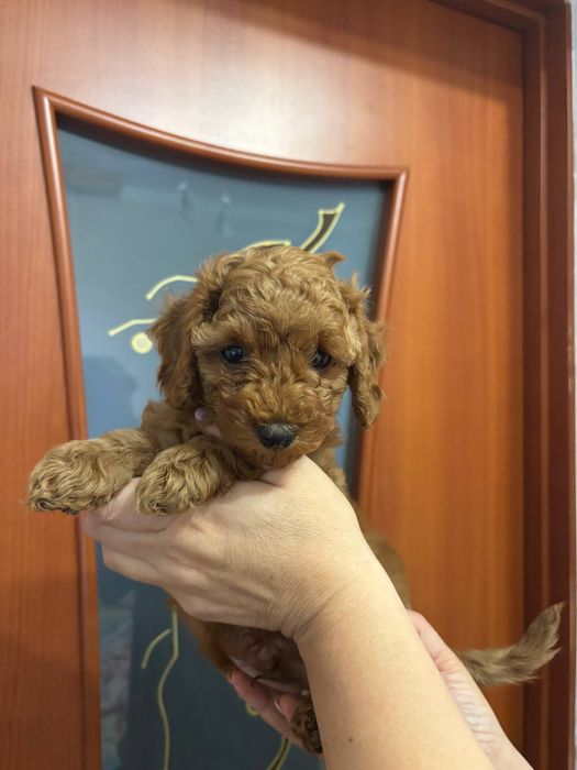 Весёлый мальчик той пуделя.