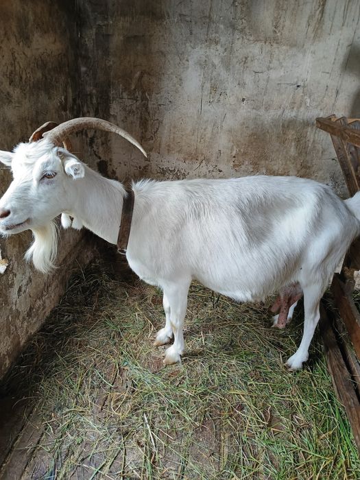 Продаються дойні кози, недорого