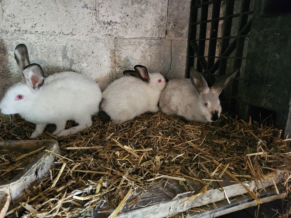 Sprzedam ładne kroliki