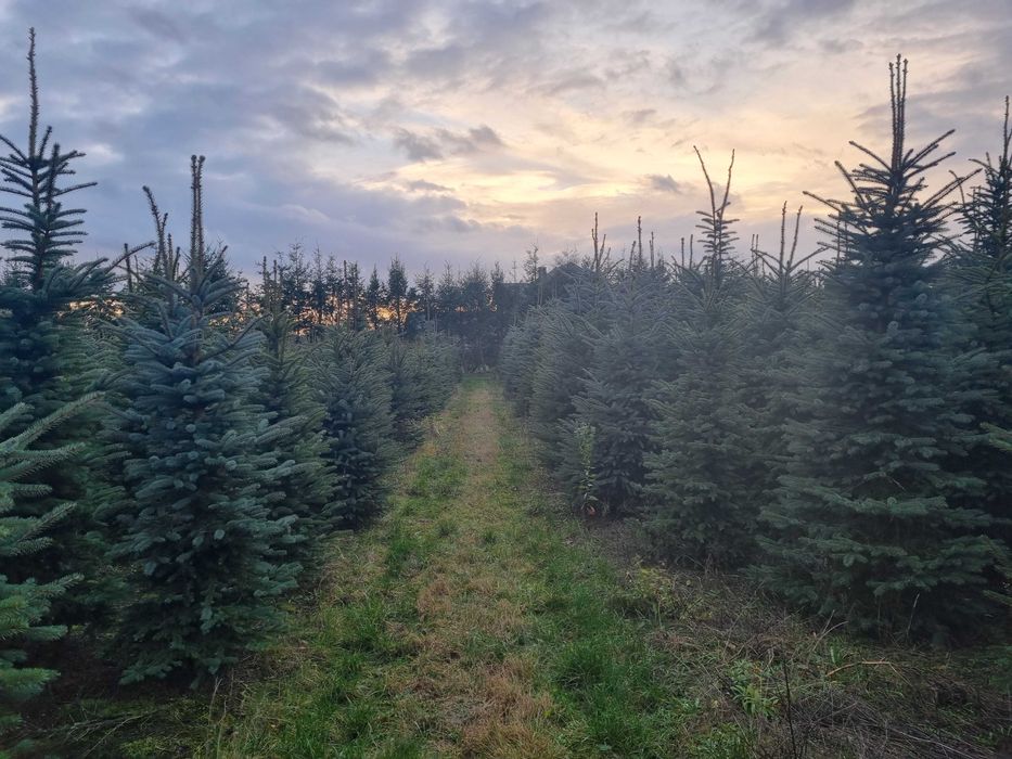 Świerk srebrny 300cm, świerk kujący, serbski