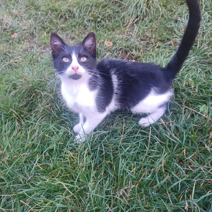 Oddam kociczki w dobre ręce