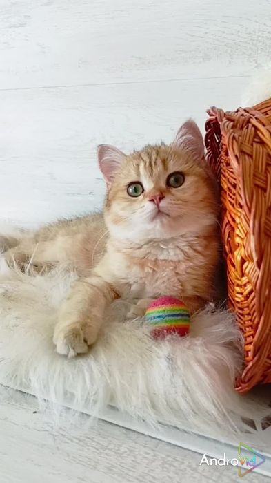 Зеленоглазая девочка золотая шиншилла. Скоттиш страйт