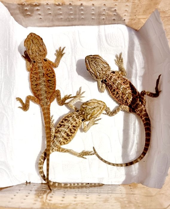 Agama brodata młode