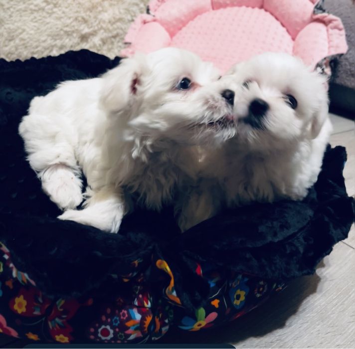 Maltańczyk miniaturka