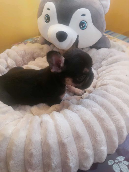 Suczki buldog francuski