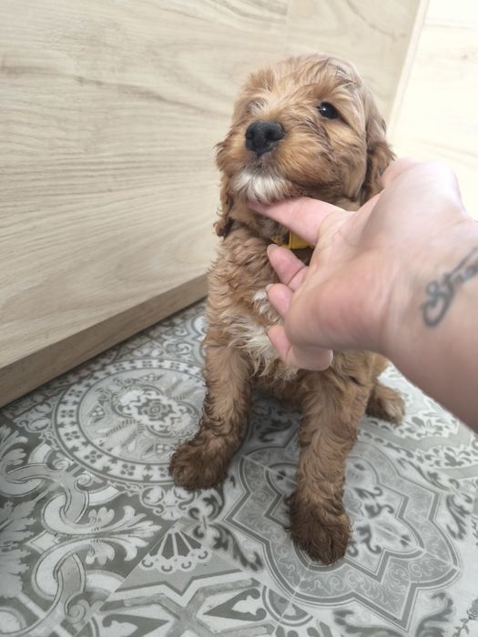 Cockapoo F1 Cudny piesek