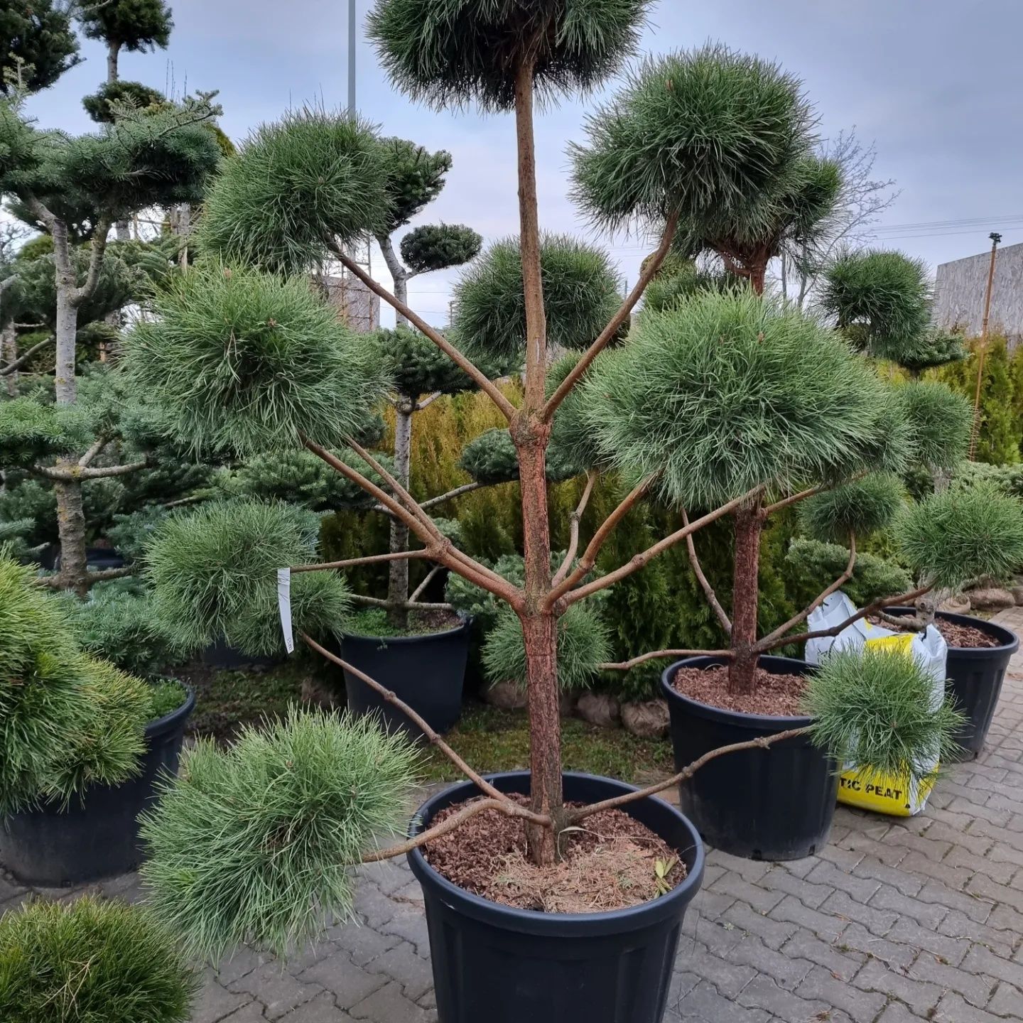 Krzewy ozdobne Szeroki wybór Formowane Niwaki BONSAI