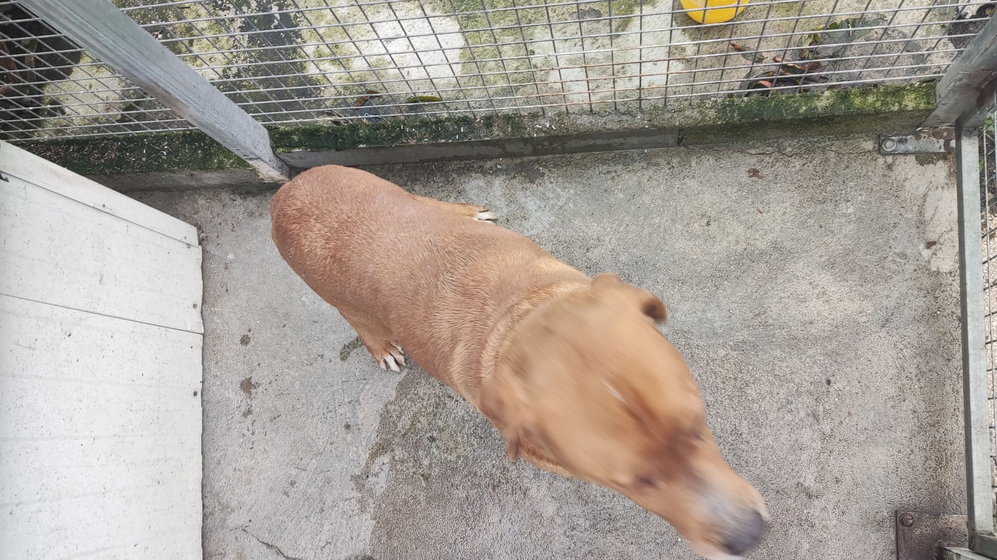 Cão Labrador/Rottweiler