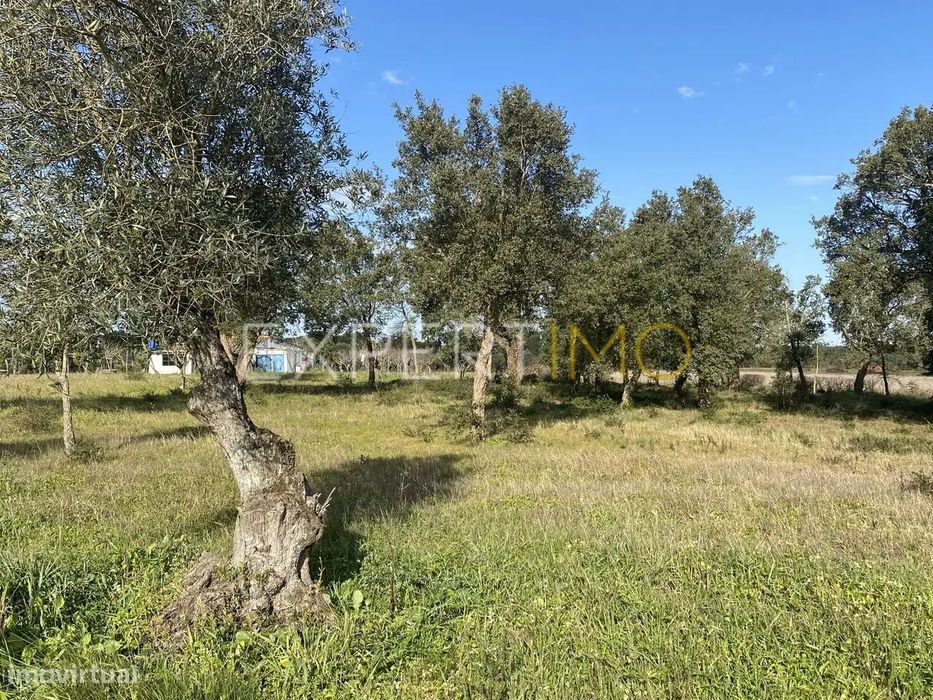 Terreno Misto de 43.200 m2 com casa, anexos e apoio agrícola...