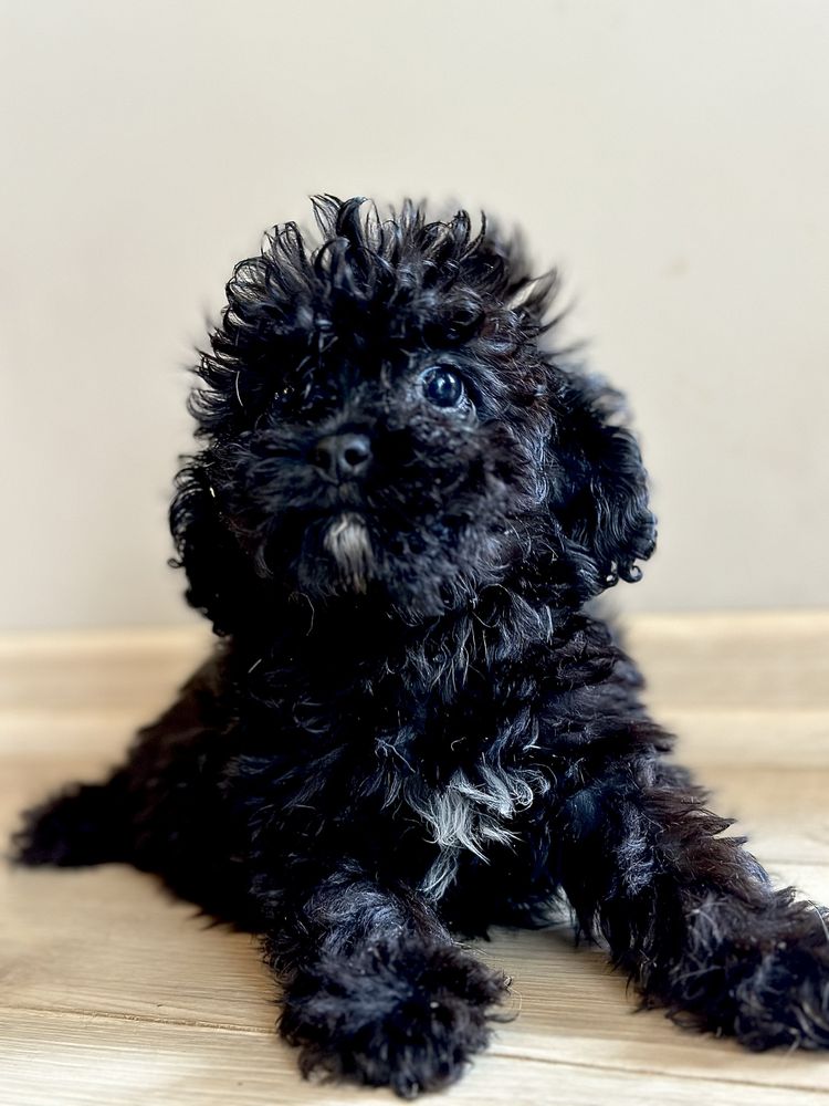 Maltipoo xs czarny