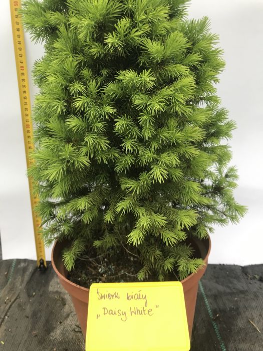 Świerk biały Conica