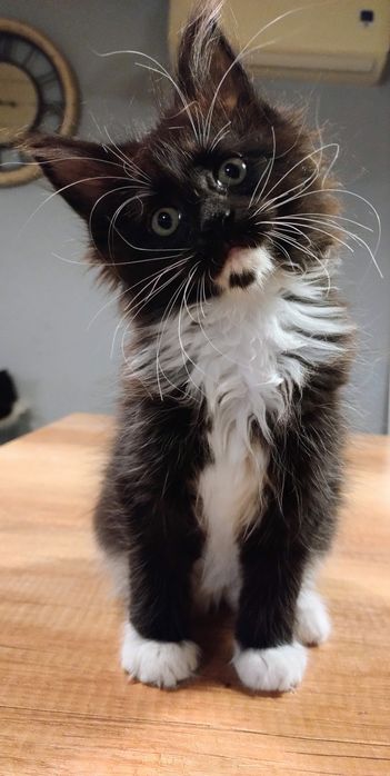 Piękna kotka w typie hodowlano wystawowym