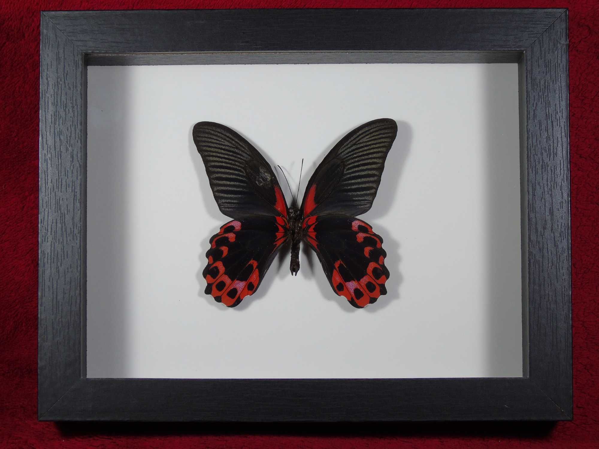 Motyl w ramce 22x17cm . Papilio rumanzovia .