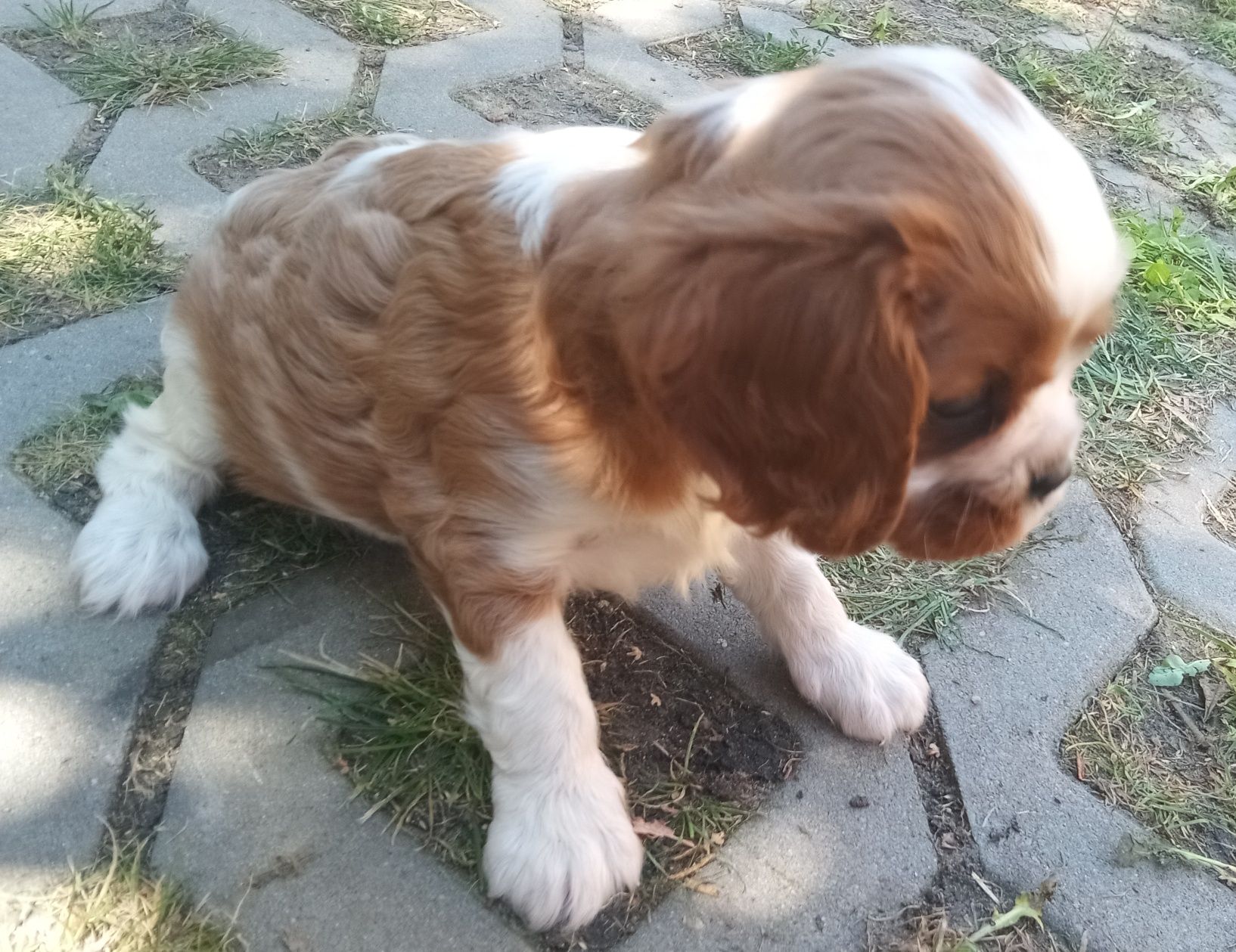 Cavalier King Charles spaniel, suczka