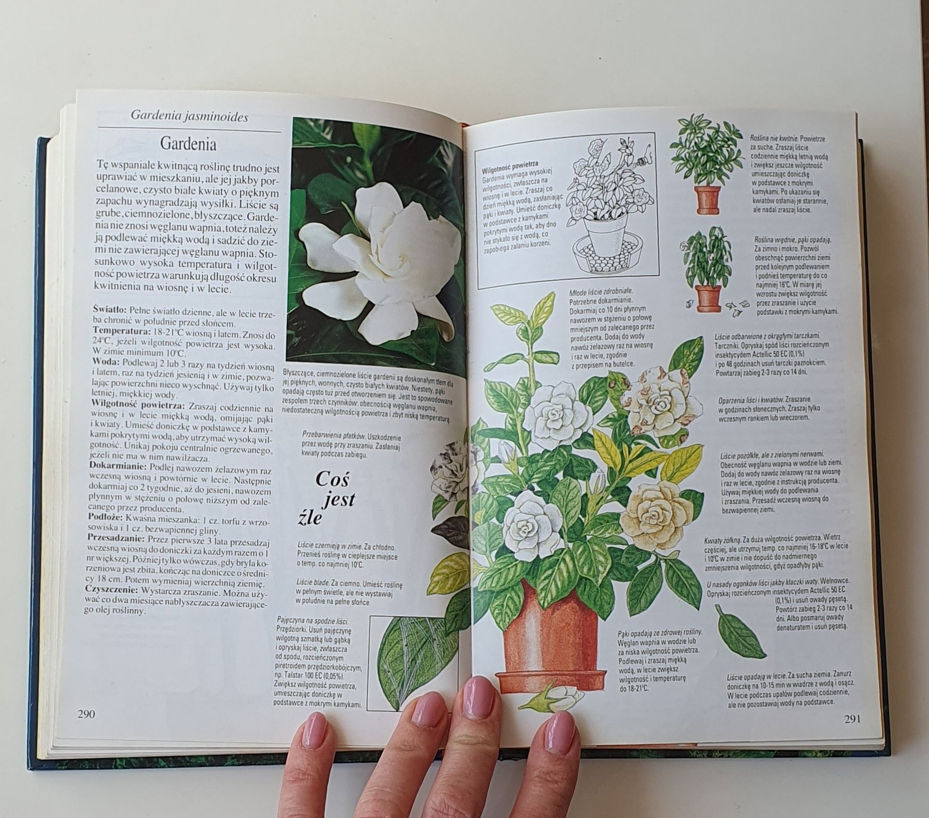 Ksiażka Encyklopedia zdrowia roślin pokojowych