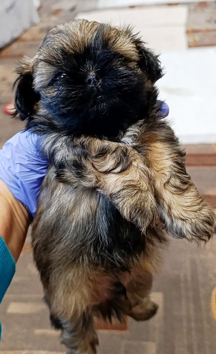 Продається цуценя породи Ши- тцу