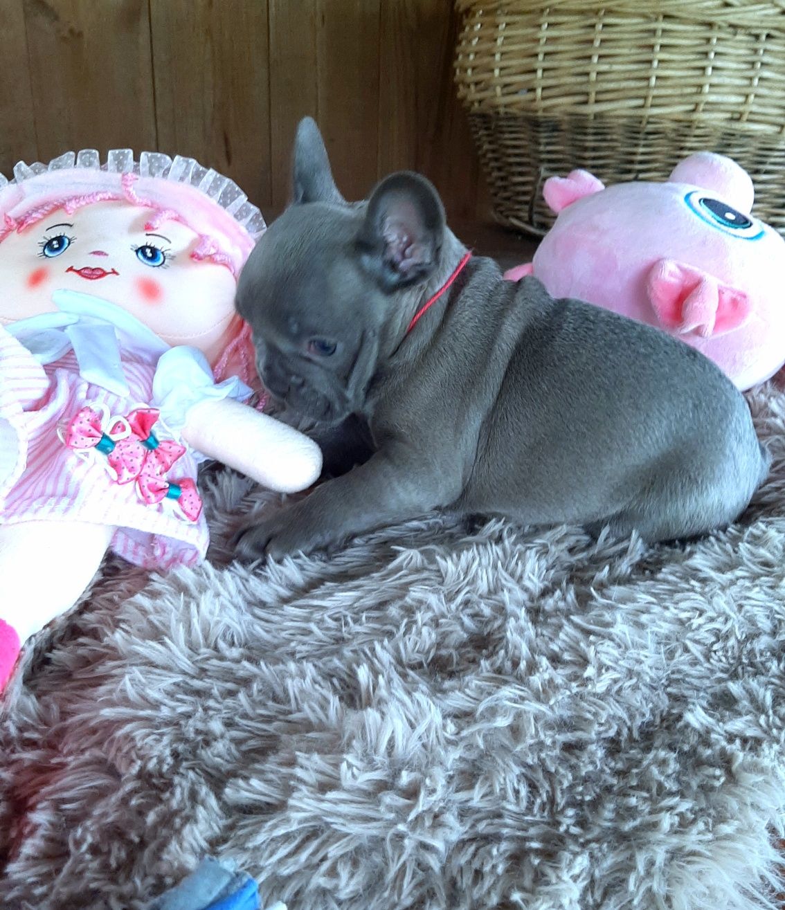 Buldog francuski  dziewczynka