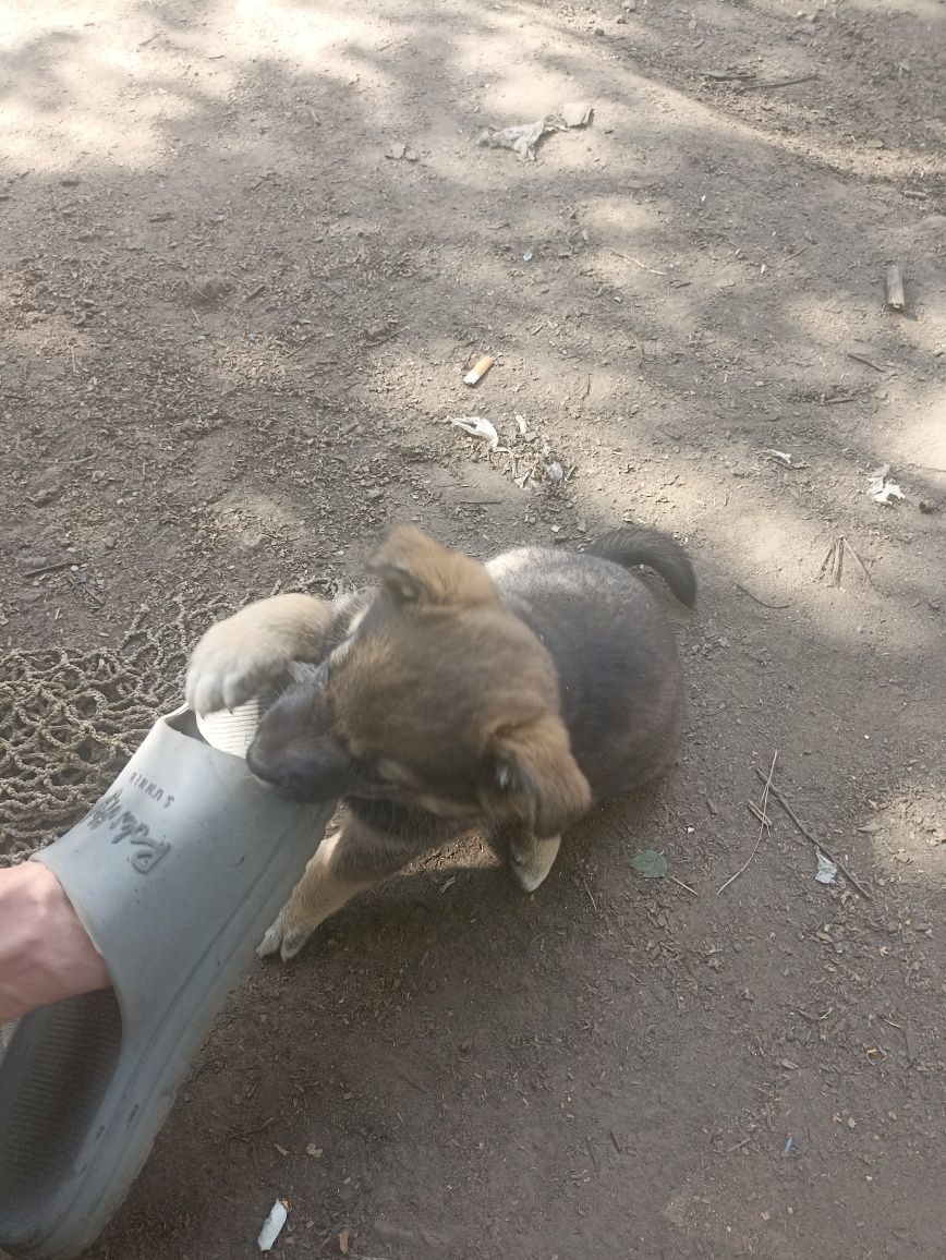 Собачки безкоштовно в добрі руки.