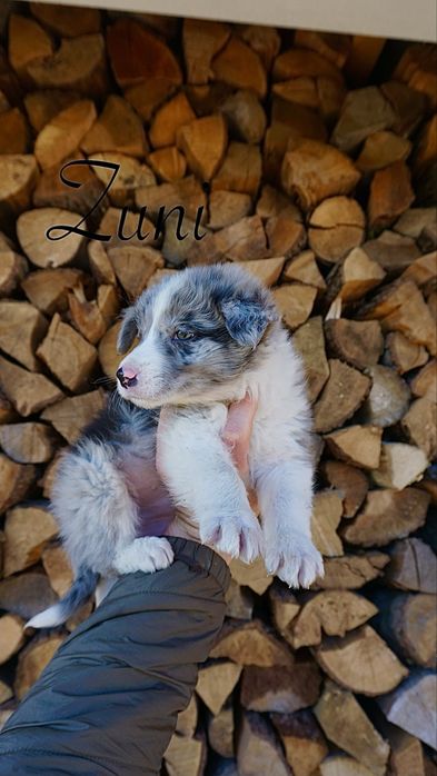 Border collie, Blue Merle suczka