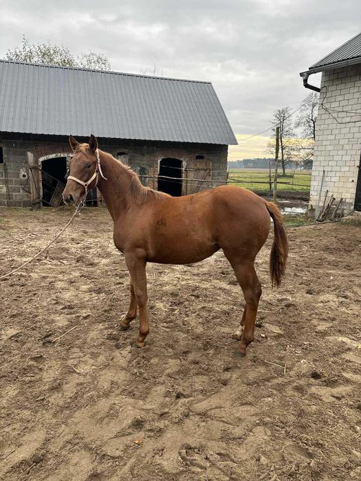 Klaczka wlkp Lady Secret